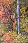 USA, Utah, Garden City. Aspen and maple on hillsides just east of town Art Print